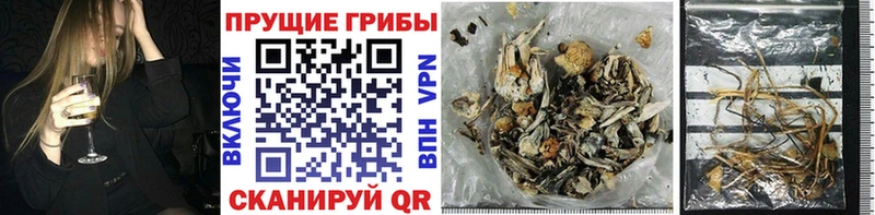 Псилоцибиновые грибы Psilocybine cubensis  Чистополь 